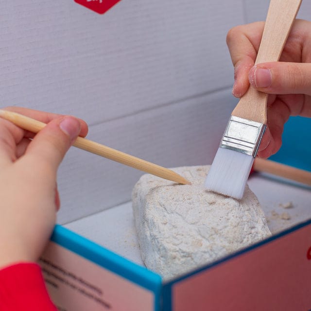 arkerobox stem ARKEROBOX COLOSSEUM