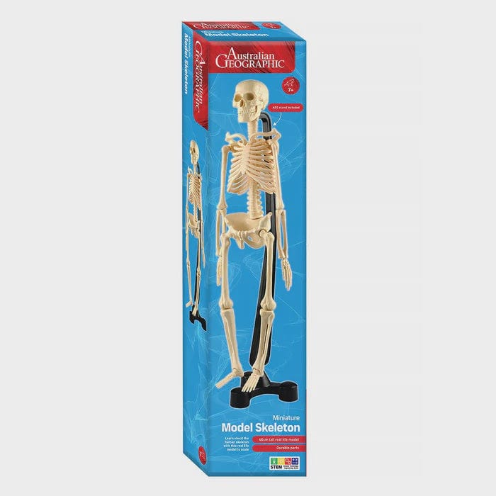 Australian Geographic stem Australian Geographic Mini-Skeleton 46cm