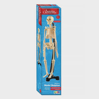Thumbnail for Australian Geographic stem Australian Geographic Mini-Skeleton 46cm